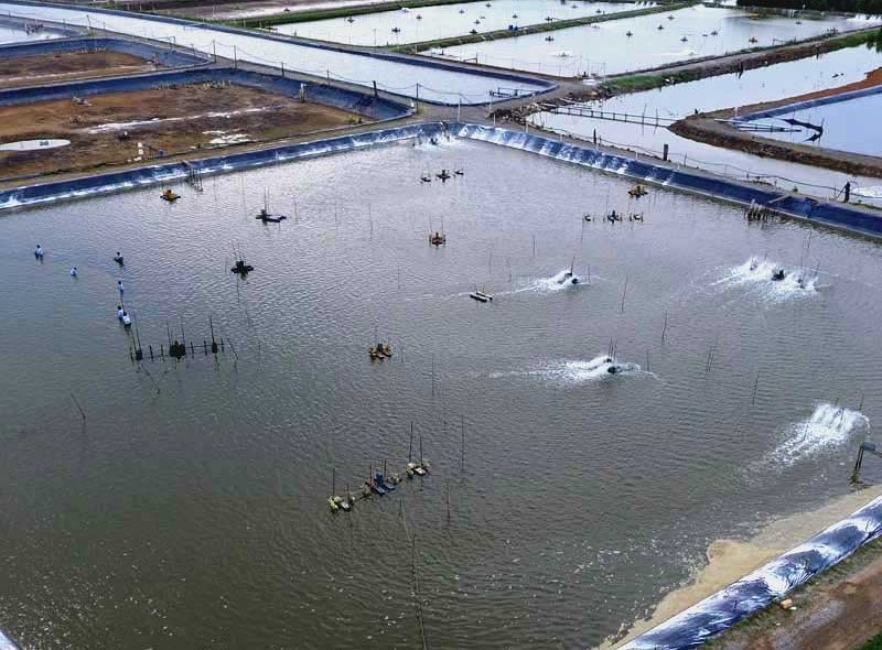 A & O Shrimps Farm 2